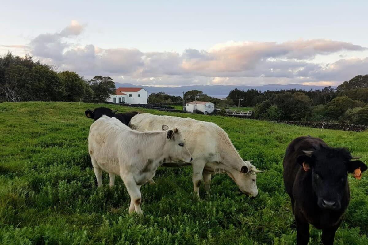 Liiiving In Acores - Ocean View House Villa Canto da Areia Eksteriør bilde